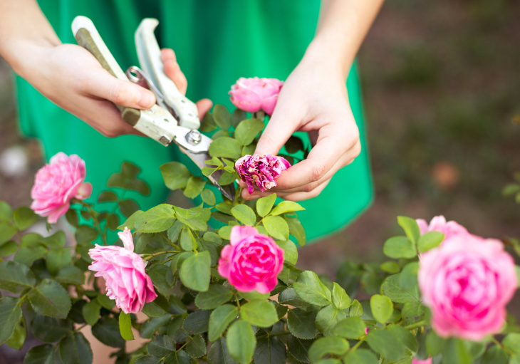 Flower Care How To Keep Flowers Fresher Longer At Flower Events 